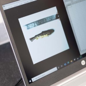 AquaLife Fish Farm Analysis taking place on a fish specimen
